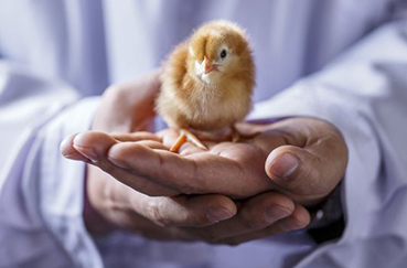 chick on hand
